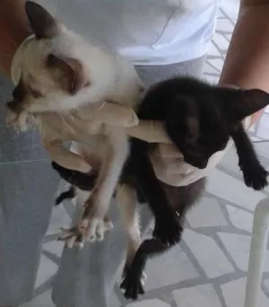 Gato raça SRD idade Abaixo de 2 meses nome gatinhos