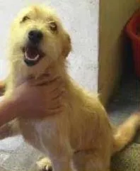 Cachorro ra a SRD idade 2 anos nome BLOND