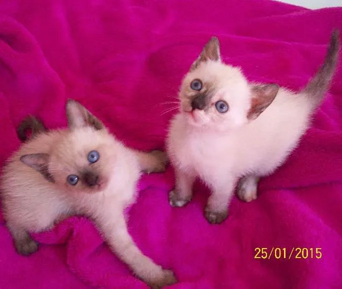 Gato ra a Siamês idade Abaixo de 2 meses nome Sem nome
