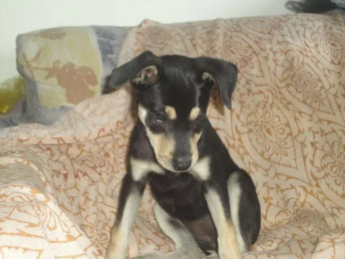 Cachorro ra a viralata idade 2 anos nome neguinha