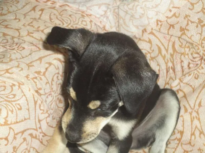 Cachorro ra a viralata idade 2 anos nome neguinha