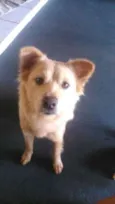 Belinha