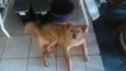 Belinha