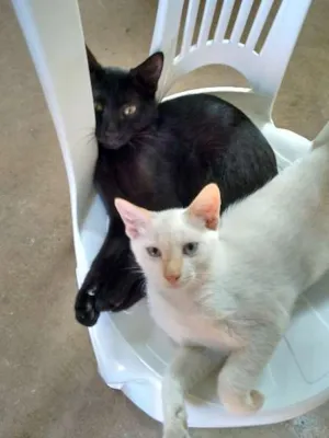 Gato raça Sem raça definida idade 2 a 6 meses nome Black e White