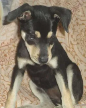 Cachorro raça viralata idade 2 anos nome neguinha