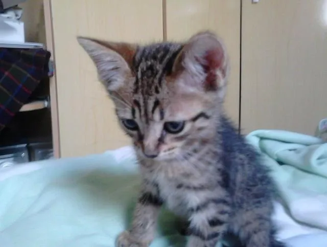 Gato ra a Srd idade Abaixo de 2 meses nome Tigrinho feliz