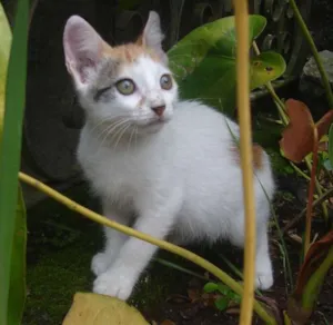 Gato raça SRD idade 2 a 6 meses nome Alfa