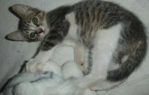 Gato raça SRD idade 2 a 6 meses nome Patas Brancas