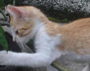Gato raça SRD idade 2 a 6 meses nome Laranjinha