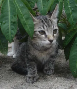 Gato raça SRD idade 2 a 6 meses nome Malhado