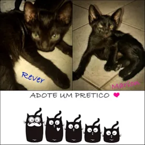 Gato raça SRD idade 2 a 6 meses nome Marion