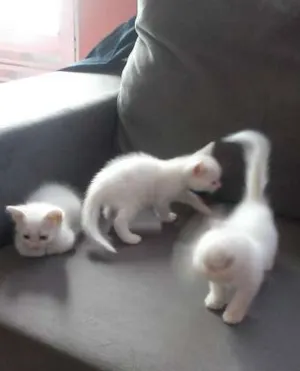 Gato raça indefinida idade Abaixo de 2 meses nome Filhotes