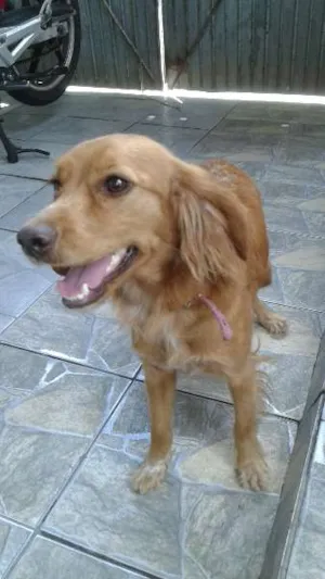 Cachorro raça SRD idade 7 a 11 meses nome Panqueca