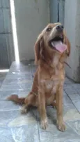 Panqueca