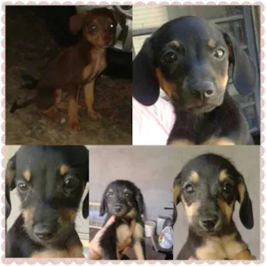 Cachorro raça nao definida idade Abaixo de 2 meses nome nao tem