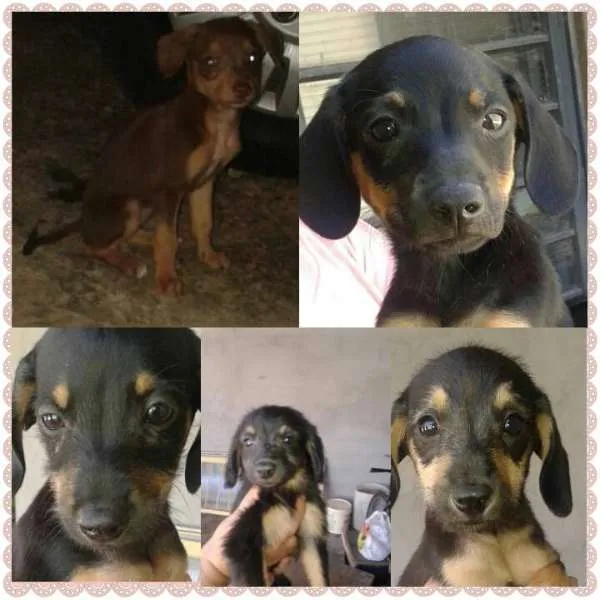 Cachorro ra a nao definida idade Abaixo de 2 meses nome nao tem