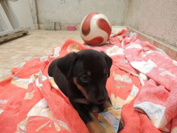 Cachorro ra a Basset-Cofap idade Abaixo de 2 meses nome SEM NOMES