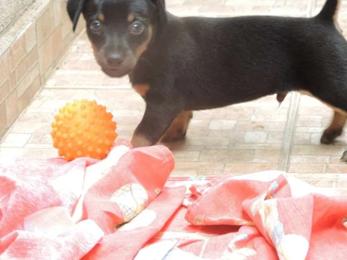 Cachorro ra a Basset-Cofap idade Abaixo de 2 meses nome SEM NOMES