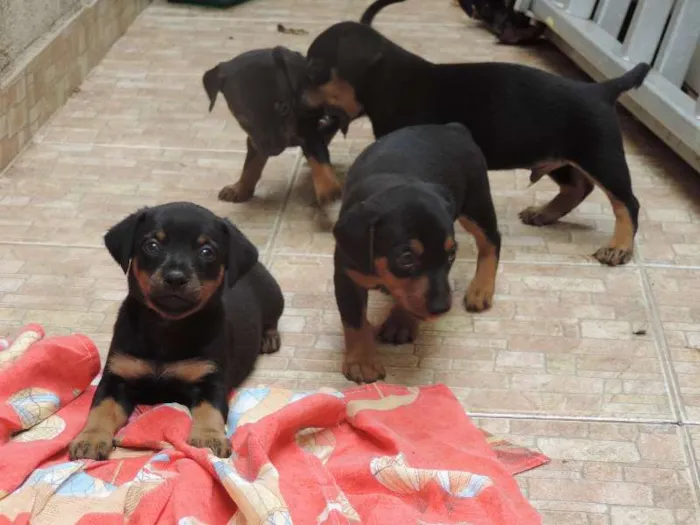 Cachorro ra a Basset-Cofap idade Abaixo de 2 meses nome SEM NOMES
