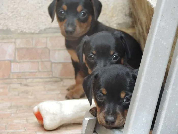 Cachorro ra a Basset-Cofap idade Abaixo de 2 meses nome SEM NOMES