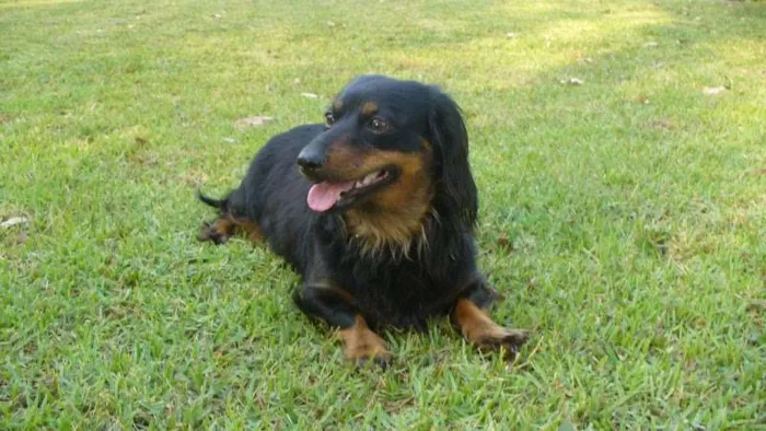 Cachorro ra a Basset-Cofap idade Abaixo de 2 meses nome SEM NOMES