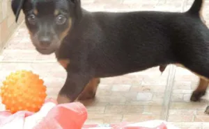 Cachorro raça Basset-Cofap idade Abaixo de 2 meses nome SEM NOMES