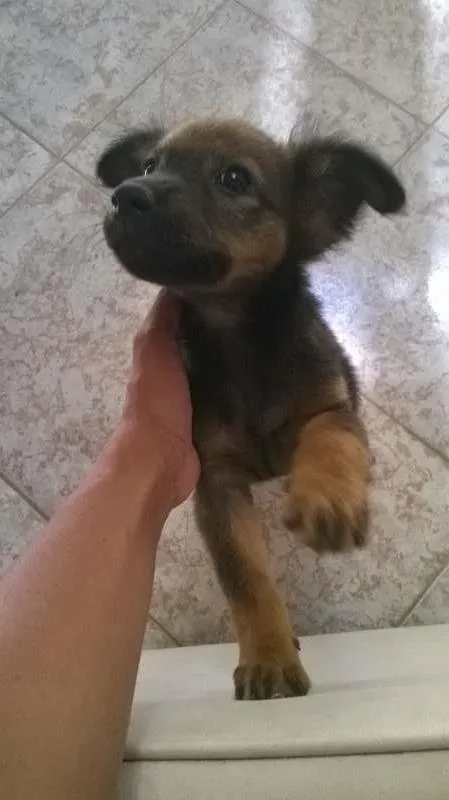 Cachorro raça  idade Abaixo de 2 meses nome sem nome
