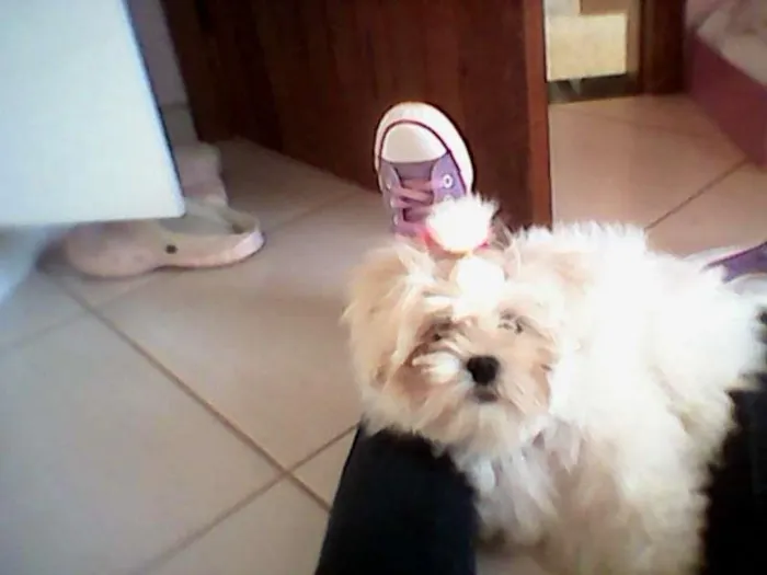 Cachorro ra a Lhasa Apso idade 1 ano nome Isi
