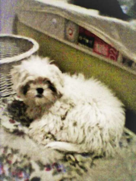 Cachorro ra a Lhasa Apso idade 1 ano nome Isi