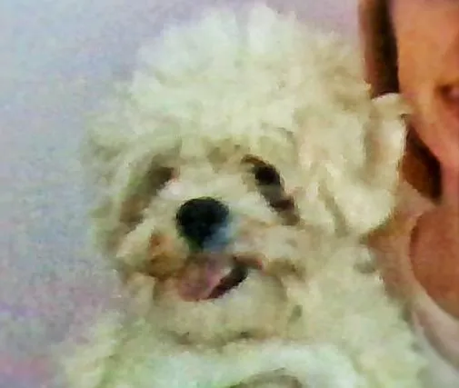 Cachorro ra a Lhasa Apso idade 1 ano nome Isi
