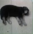 Bebês