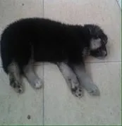 Cachorro ra a vira lata idade Abaixo de 2 meses nome Bebês