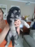 Bebês