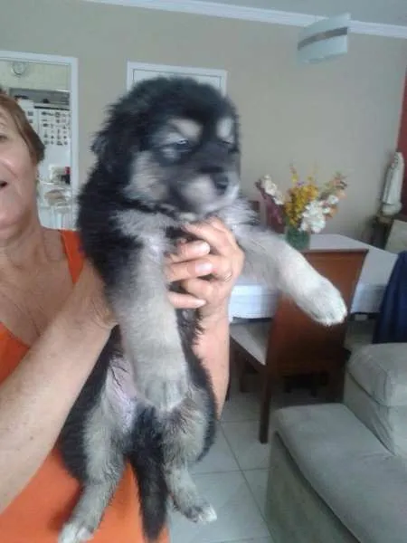 Cachorro ra a vira lata idade Abaixo de 2 meses nome Bebês