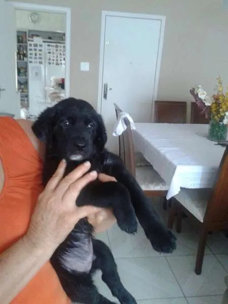 Cachorro ra a vira lata idade Abaixo de 2 meses nome Bebês