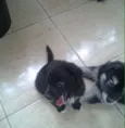 Bebês