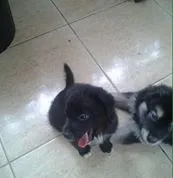 Cachorro ra a vira lata idade Abaixo de 2 meses nome Bebês