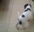 Bebês