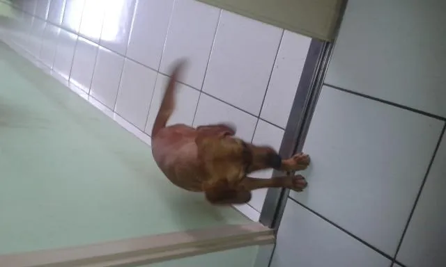 Cachorro raça cruza de pastor alemão com coker idade 1 ano nome Mel