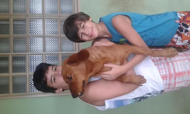Cachorro raça cruza de pastor alemão com coker idade 1 ano nome Mel