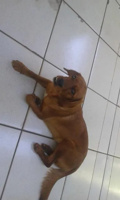 Cachorro raça cruza de pastor alemão com coker idade 1 ano nome Mel