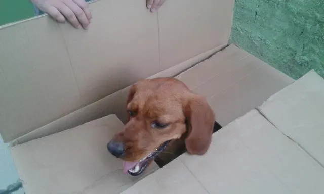 Cachorro raça cruza de pastor alemão com coker idade 1 ano nome Mel