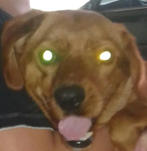 Cachorro raça cruza de pastor alemão com coker idade 1 ano nome Mel