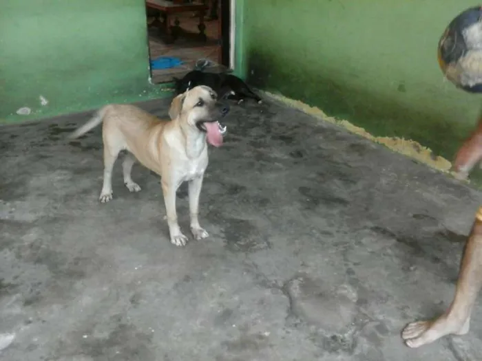 Cachorro ra a SRD idade 1 ano nome Max