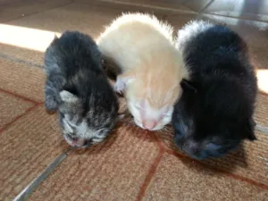 Gato raça  idade Abaixo de 2 meses nome Sem nome