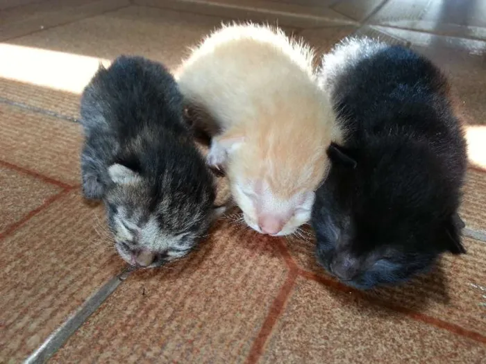 Gato ra a  idade Abaixo de 2 meses nome Sem nome