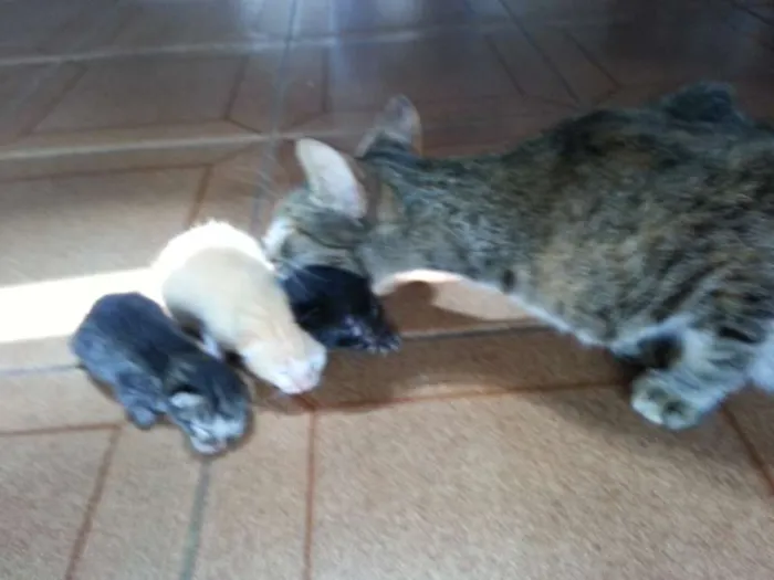Gato ra a  idade Abaixo de 2 meses nome Sem nome