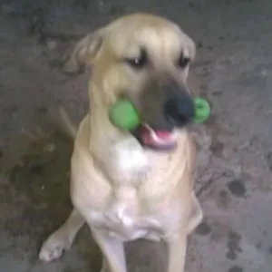 Cachorro raça SRD idade 1 ano nome Max