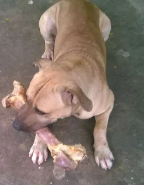 Cachorro ra a SRD idade 1 ano nome Max