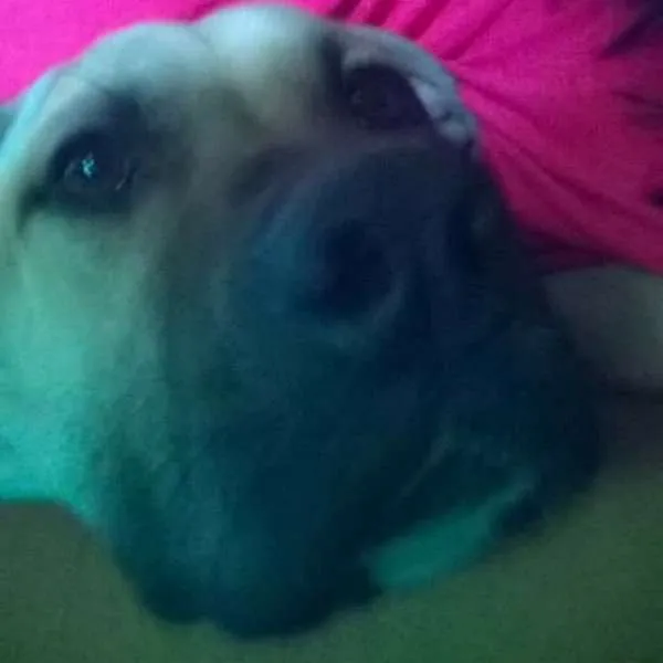Cachorro ra a SRD idade 1 ano nome Max